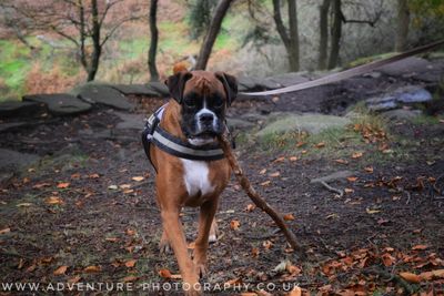 Padley Gorge